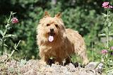 NORWICH TERRIER 080